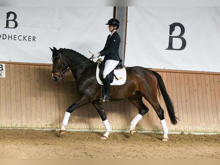 Koń westfalski Wałach 6 lat 167 cm Ciemnogniada in Riedstadt
