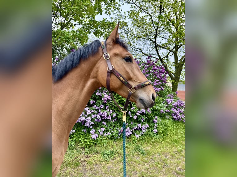 Koń westfalski Wałach 6 lat 167 cm Gniada in Königslutter am Elm