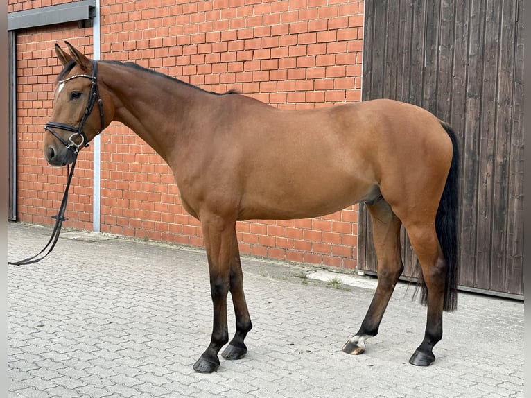 Koń westfalski Wałach 6 lat 167 cm Gniada in Königslutter am Elm