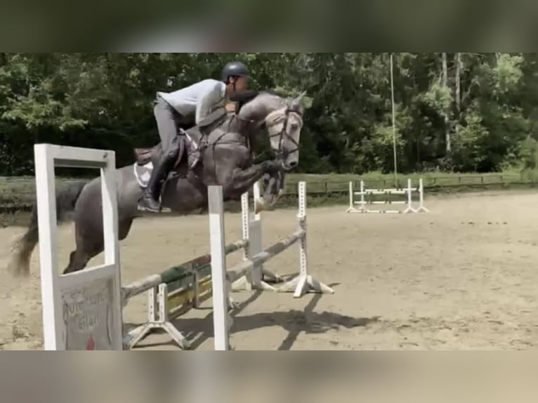 Koń westfalski Wałach 6 lat 167 cm in Windhagen