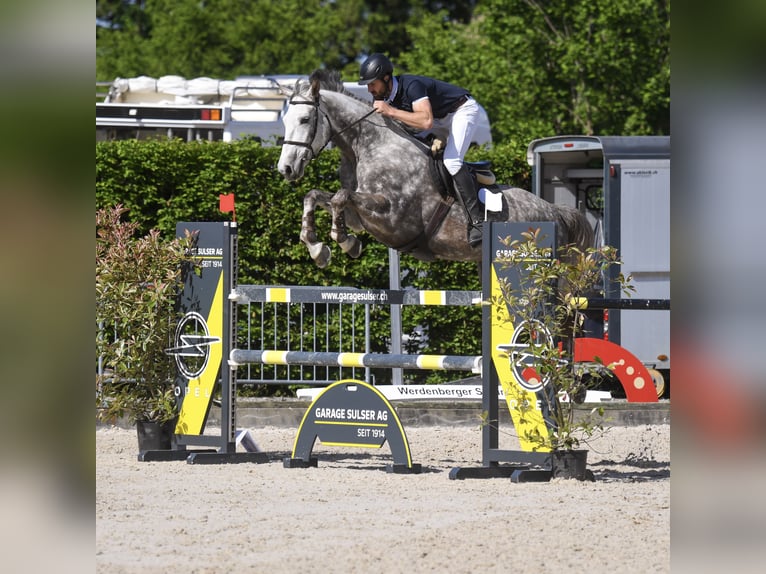 Koń westfalski Wałach 6 lat 167 cm Siwa jabłkowita in Diepoldsau
