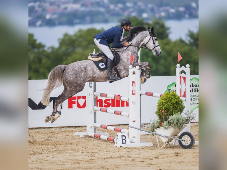 Koń westfalski Wałach 6 lat 167 cm Siwa jabłkowita in Diepoldsau