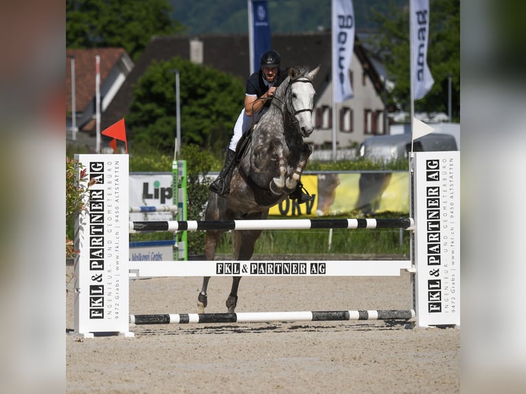 Koń westfalski Wałach 6 lat 167 cm Siwa jabłkowita in Diepoldsau