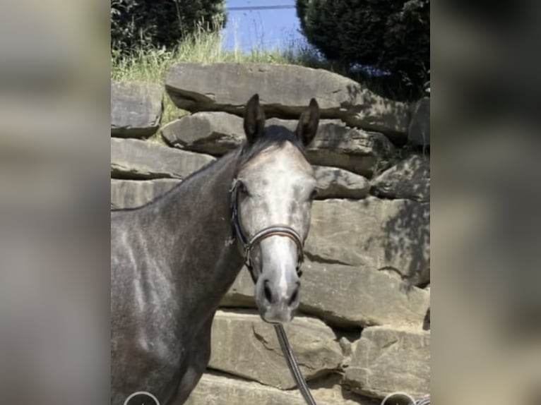 Koń westfalski Wałach 6 lat 167 cm Siwa in Windhagen