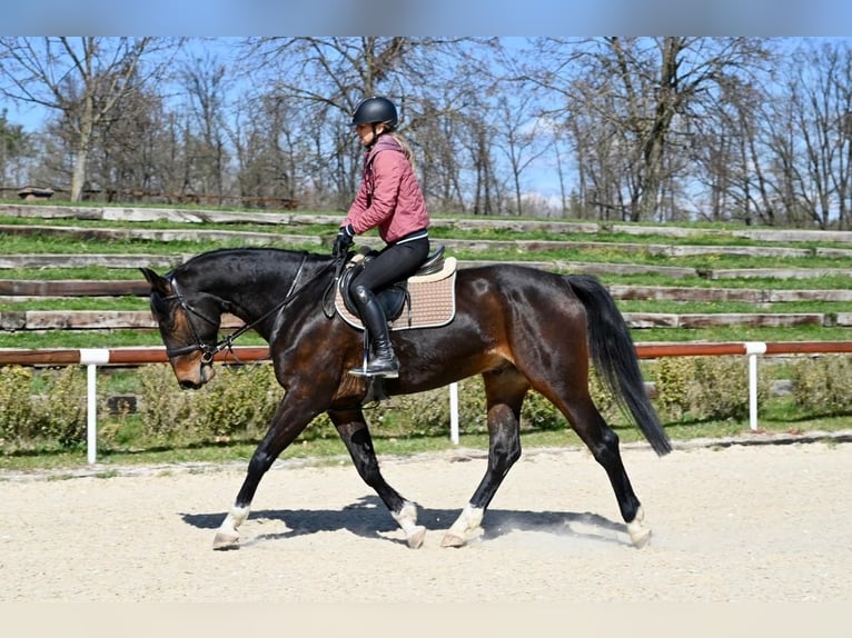 Koń westfalski Wałach 6 lat 168 cm Ciemnogniada in Brno