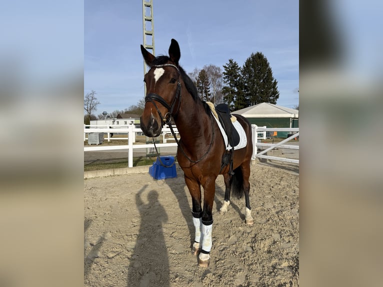 Koń westfalski Wałach 6 lat 168 cm Gniada in Dortmund