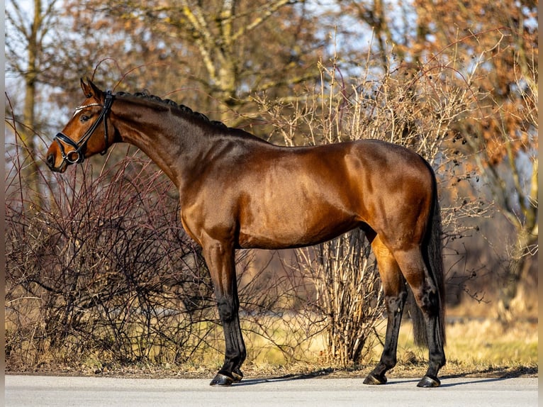 Koń westfalski Wałach 6 lat 168 cm Gniada in Rosenheim