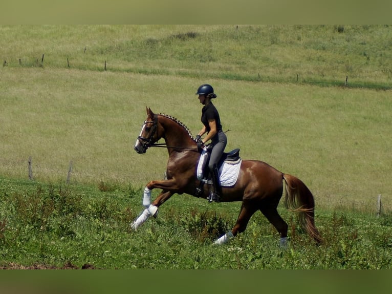 Koń westfalski Wałach 6 lat 168 cm Kasztanowata in Iserlohn