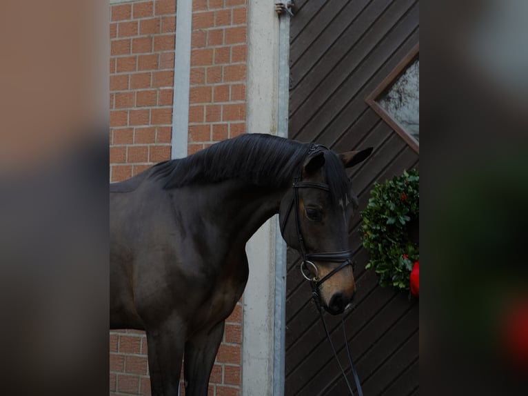 Koń westfalski Wałach 6 lat 168 cm Skarogniada in Voerde