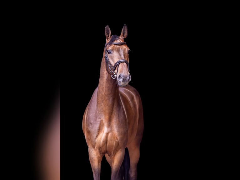 Koń westfalski Wałach 6 lat 169 cm Ciemnogniada in Lienen