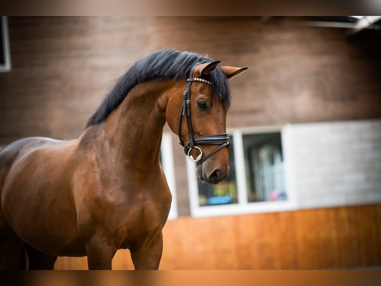 Koń westfalski Wałach 6 lat 169 cm Gniada in Mol