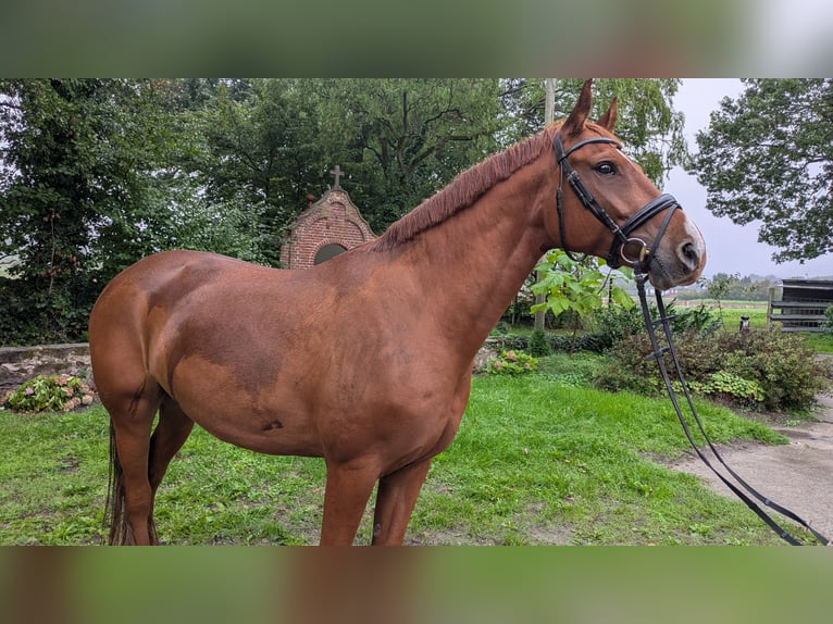 Koń westfalski Wałach 6 lat 169 cm Kasztanowata in Tecklenburg