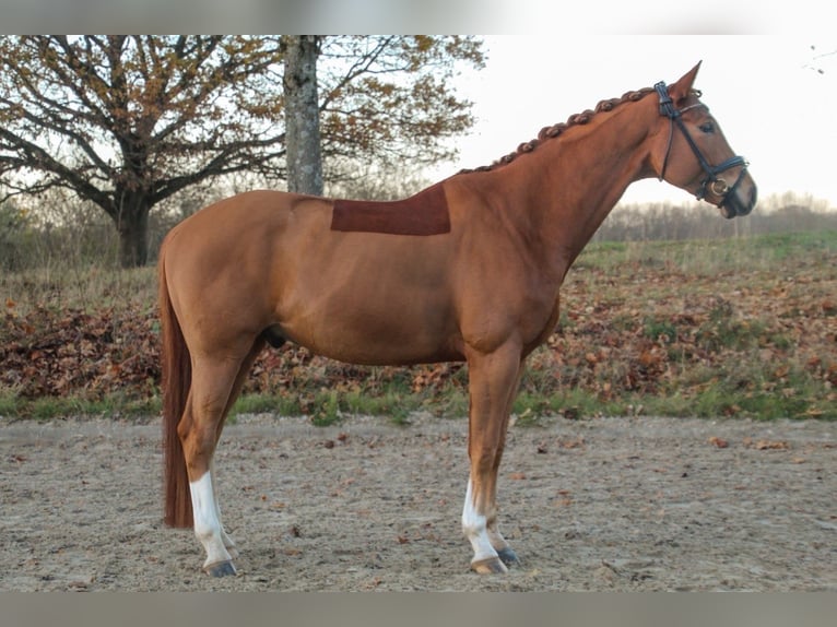 Koń westfalski Wałach 6 lat 169 cm Kasztanowata in Überherrn