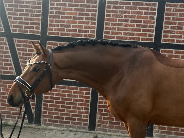 Koń westfalski Wałach 6 lat 170 cm Gniada in Telgte