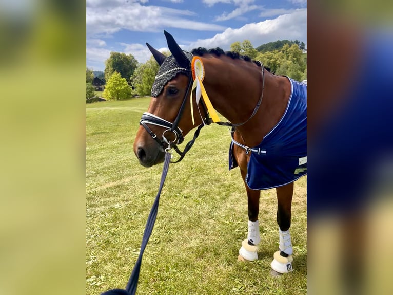 Koń westfalski Wałach 6 lat 170 cm Gniada in Trochtelfingen