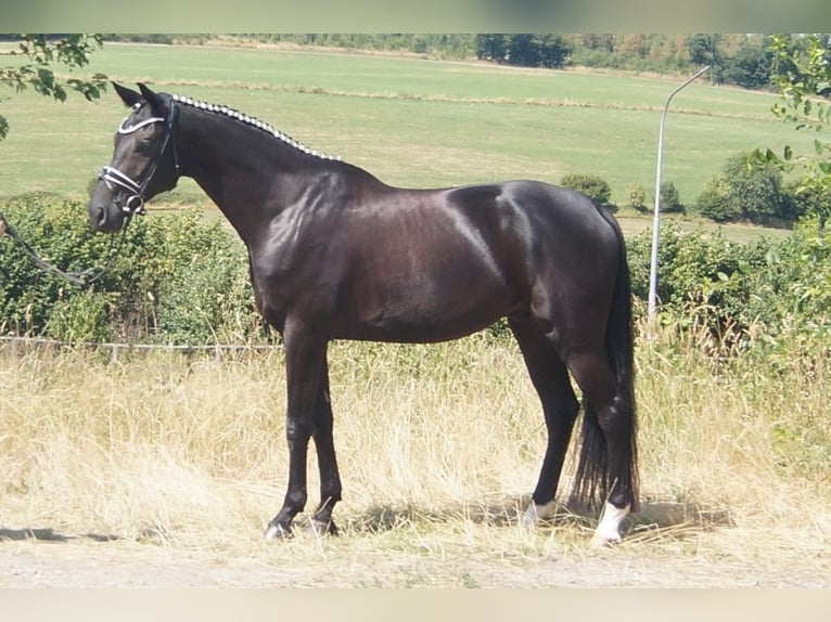 Koń westfalski Wałach 6 lat 170 cm Kara in Iserlohn