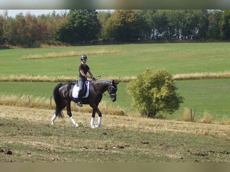 Koń westfalski Wałach 6 lat 170 cm Kara in Iserlohn
