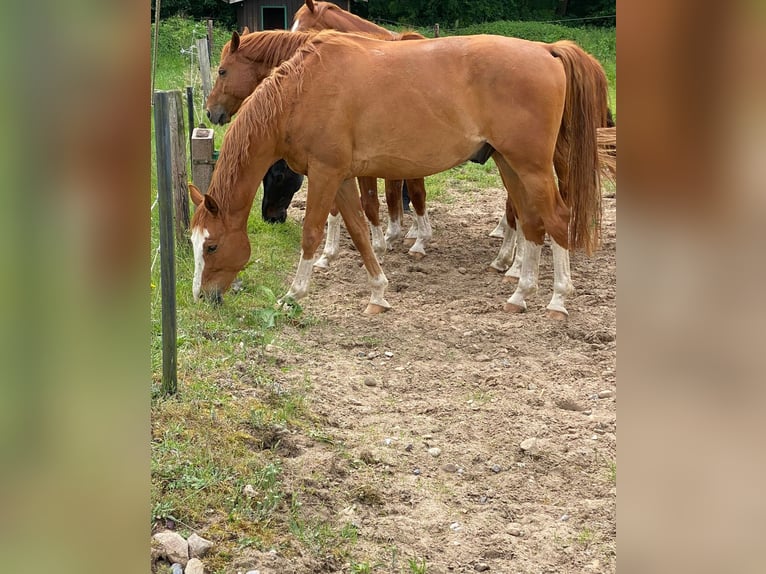 Koń westfalski Wałach 6 lat 170 cm Kasztanowata in Wentorf bei Hamburg