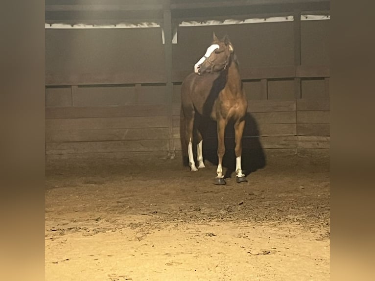 Koń westfalski Wałach 6 lat 170 cm Kasztanowata in Wentorf bei Hamburg