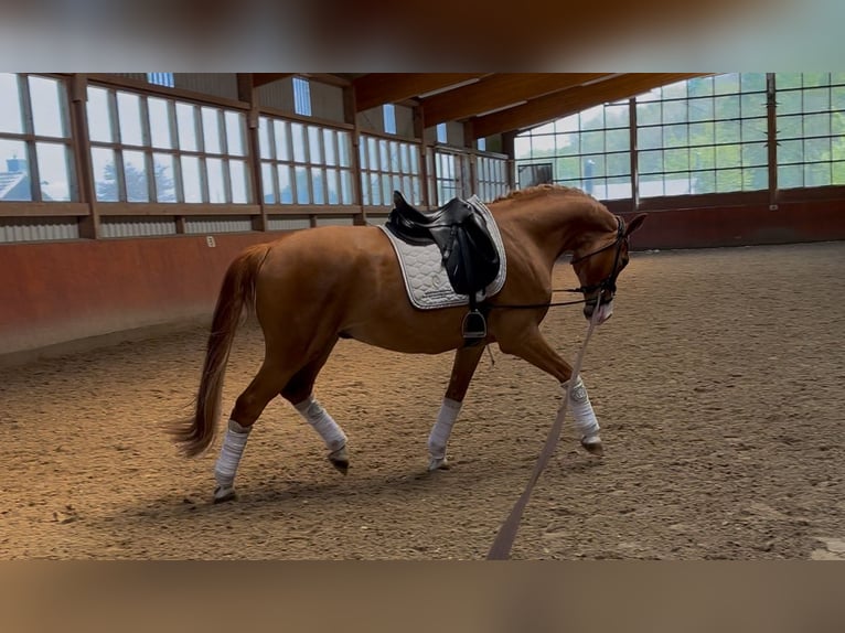 Koń westfalski Wałach 6 lat 170 cm Kasztanowata in Wentorf bei Hamburg