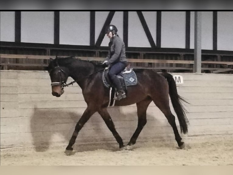 Koń westfalski Wałach 6 lat 171 cm Ciemnogniada in Alsfeld