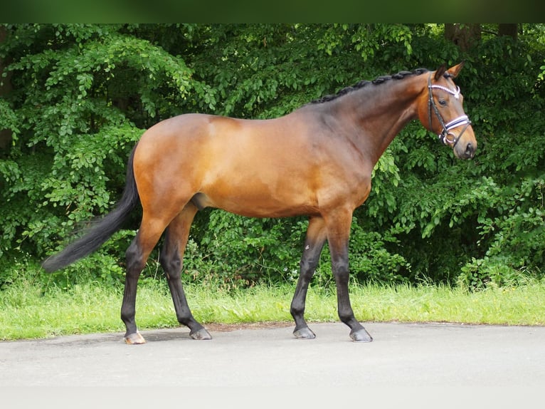 Koń westfalski Wałach 6 lat 171 cm Gniada in Gleichen