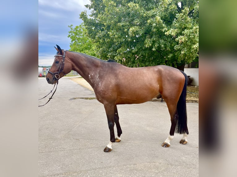 Koń westfalski Wałach 6 lat 172 cm Ciemnogniada in FriedrichshafenFriedrichshafen
