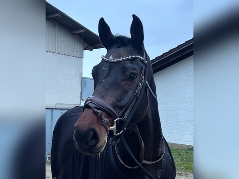 Koń westfalski Wałach 6 lat 172 cm Ciemnogniada in FriedrichshafenFriedrichshafen