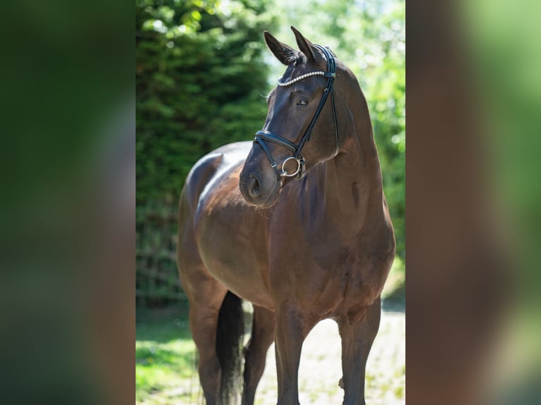 Koń westfalski Wałach 6 lat 172 cm Ciemnogniada in Bramsche