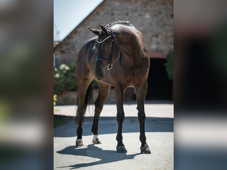 Koń westfalski Wałach 6 lat 172 cm Ciemnogniada in Bramsche