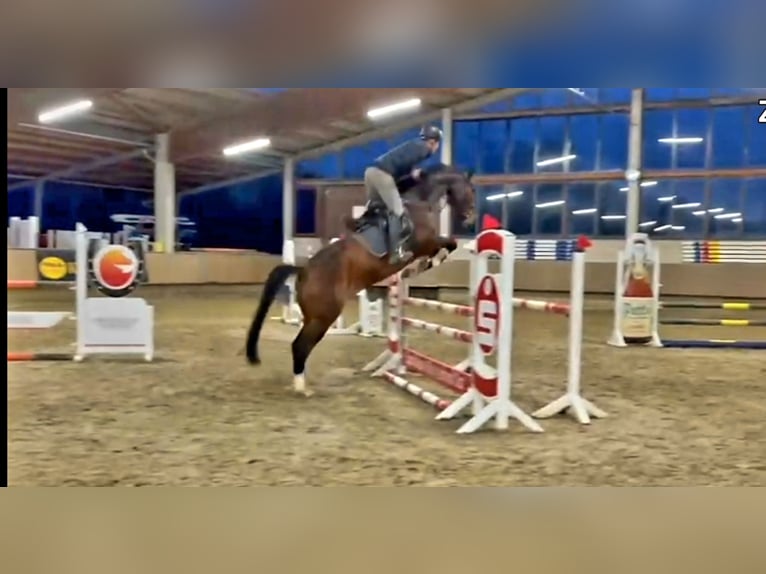 Koń westfalski Wałach 6 lat 172 cm Gniada in Beelen