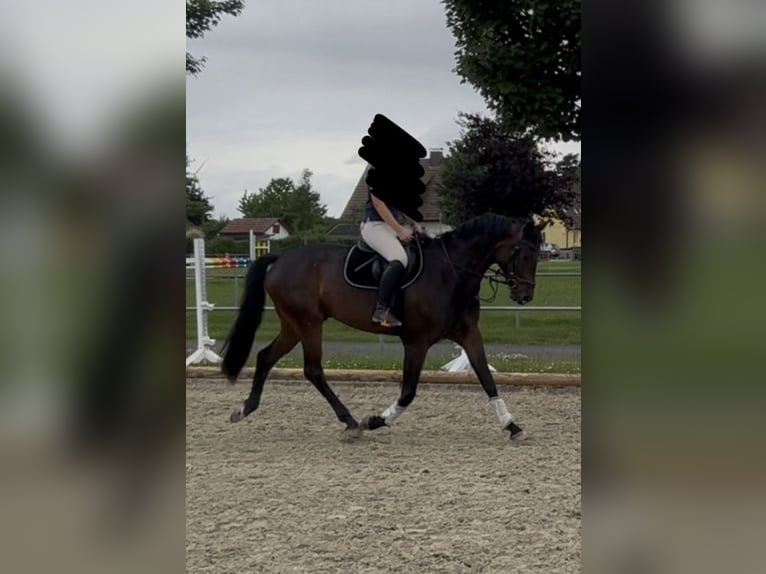 Koń westfalski Wałach 6 lat 172 cm Gniada in Bad Arolsen