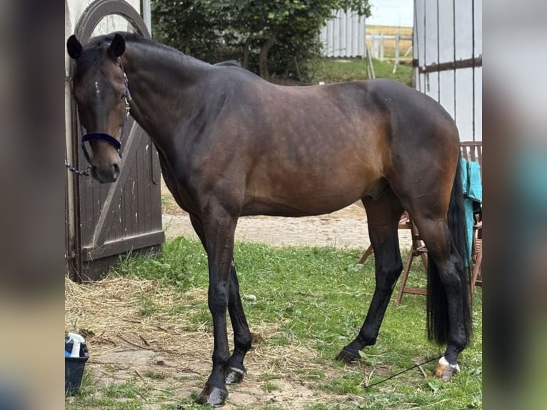 Koń westfalski Wałach 6 lat 172 cm Gniada in Bad Arolsen