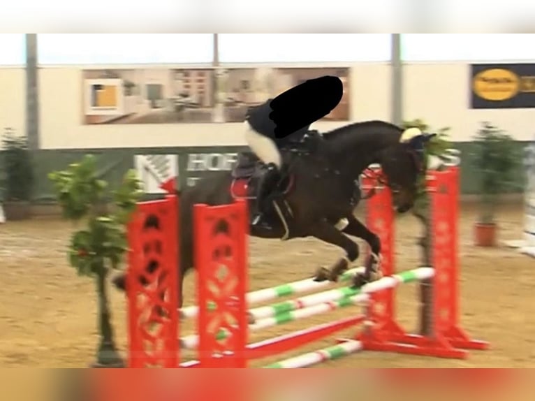 Koń westfalski Wałach 6 lat 172 cm Gniada in Bad Arolsen