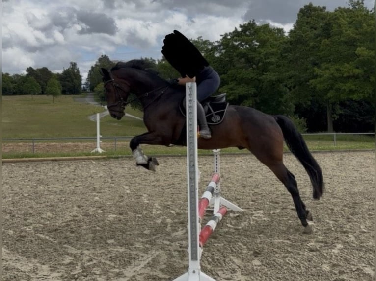 Koń westfalski Wałach 6 lat 172 cm Gniada in Bad Arolsen