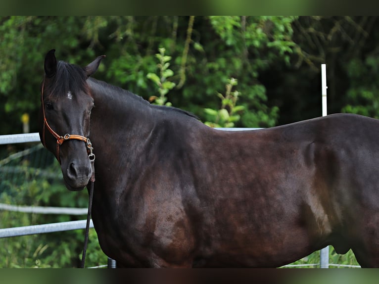 Koń westfalski Wałach 6 lat 172 cm Kara in Borchen