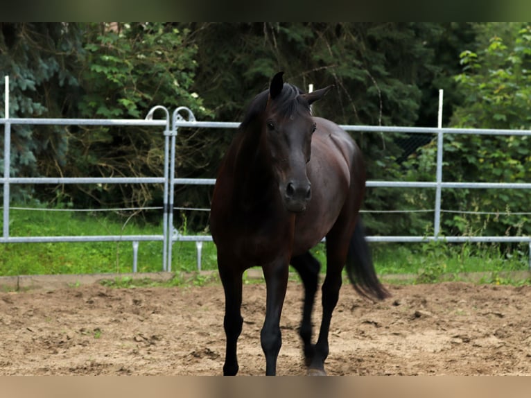 Koń westfalski Wałach 6 lat 172 cm Kara in Borchen