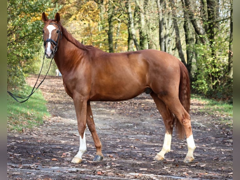 Koń westfalski Wałach 6 lat 172 cm Kasztanowata in Wuppertal