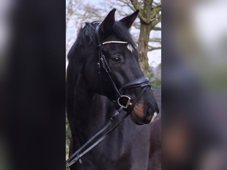 Koń westfalski Wałach 6 lat 172 cm Skarogniada in Warendorf