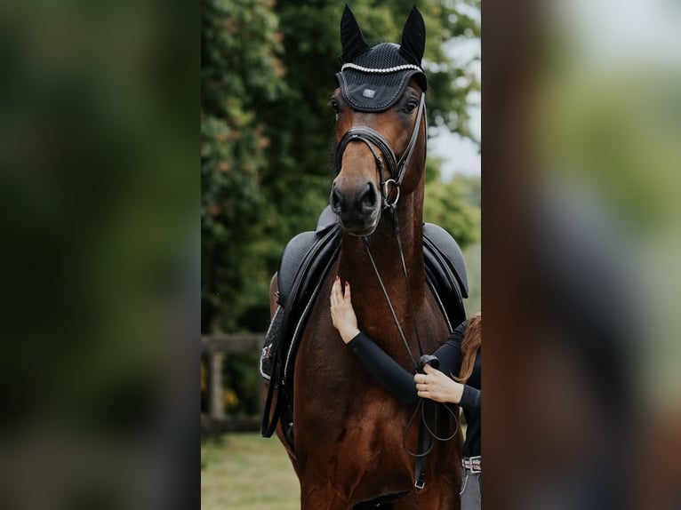 Koń westfalski Wałach 6 lat 173 cm Gniada in Scheeßel