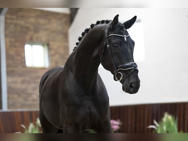 Koń westfalski Wałach 6 lat 173 cm Kara in Eibergen