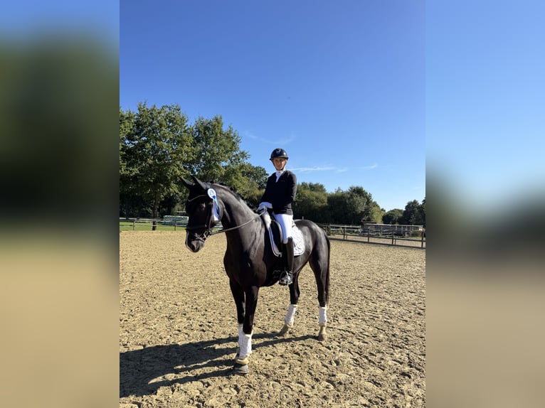Koń westfalski Wałach 6 lat 173 cm Skarogniada in Haltern am See