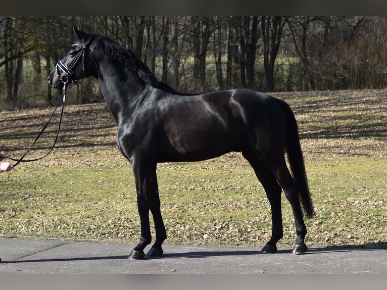 Koń westfalski Wałach 6 lat 174 cm Kara in Herbstein