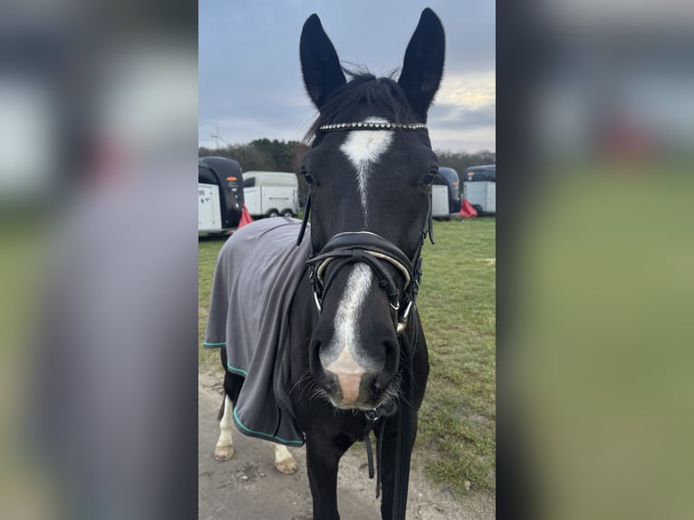 Koń westfalski Wałach 6 lat 174 cm Skarogniada in Haltern am See