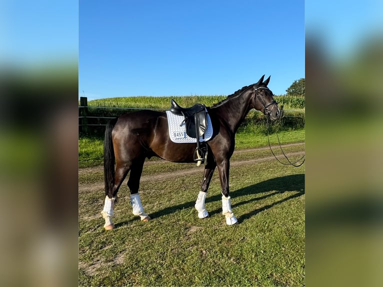 Koń westfalski Wałach 6 lat 174 cm Skarogniada in Haltern am See