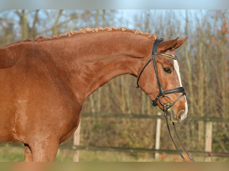 Koń westfalski Wałach 6 lat 175 cm Kasztanowata in Iserlohn