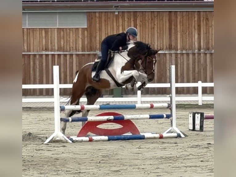 Koń westfalski Wałach 6 lat 176 cm Srokata in Warendorf