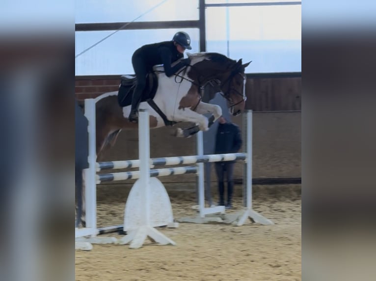 Koń westfalski Wałach 6 lat 176 cm Srokata in Warendorf