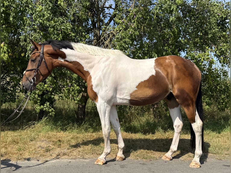 Koń westfalski Wałach 6 lat 176 cm Srokata in Warendorf