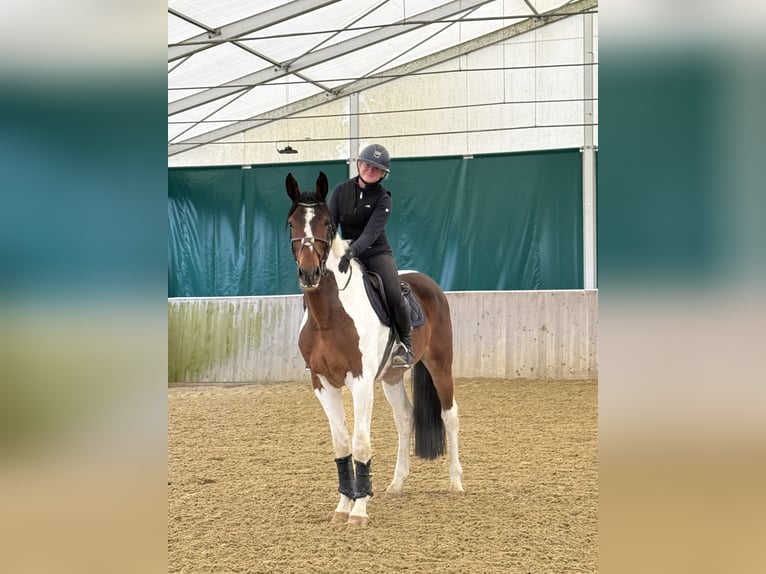 Koń westfalski Wałach 6 lat 176 cm Srokata in Warendorf